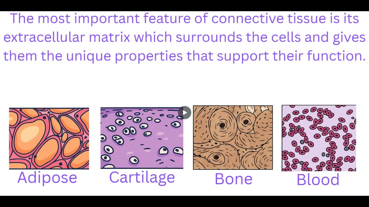Human Tissue Types | Epithelial, Connective, Muscle, Nervous
