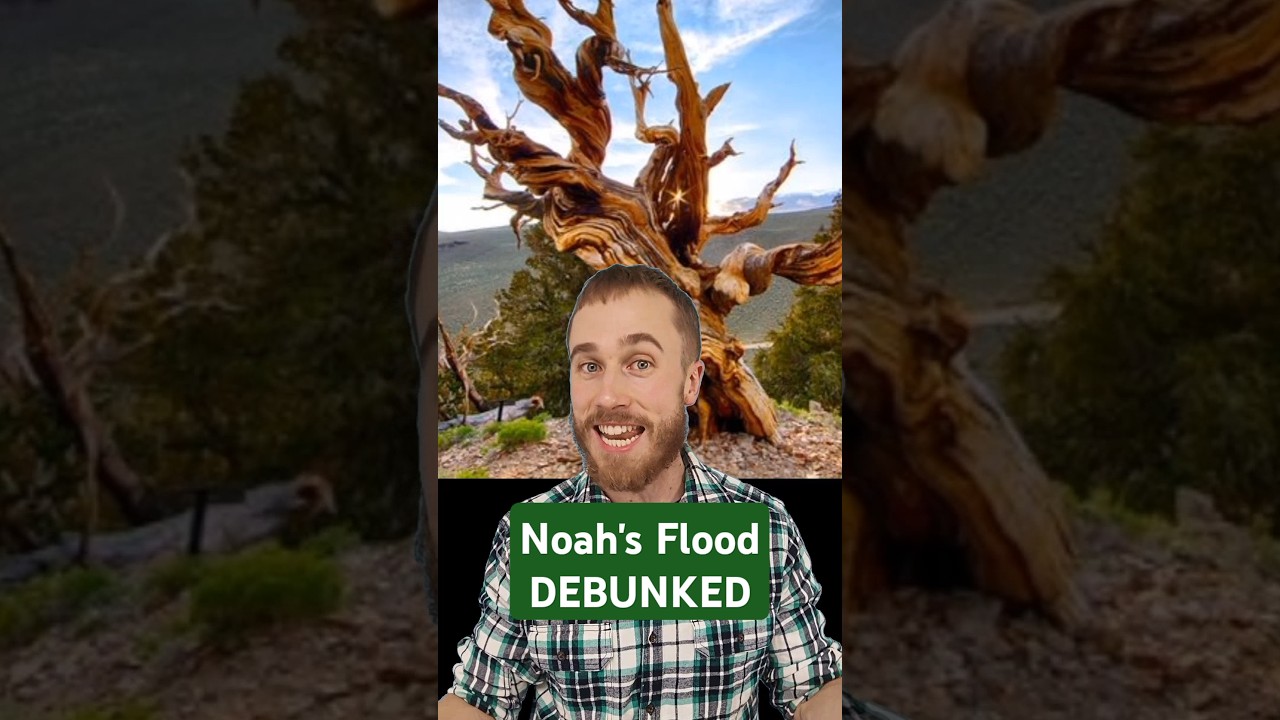 Bristlecone Pine Trees Debunk Noah's Ark