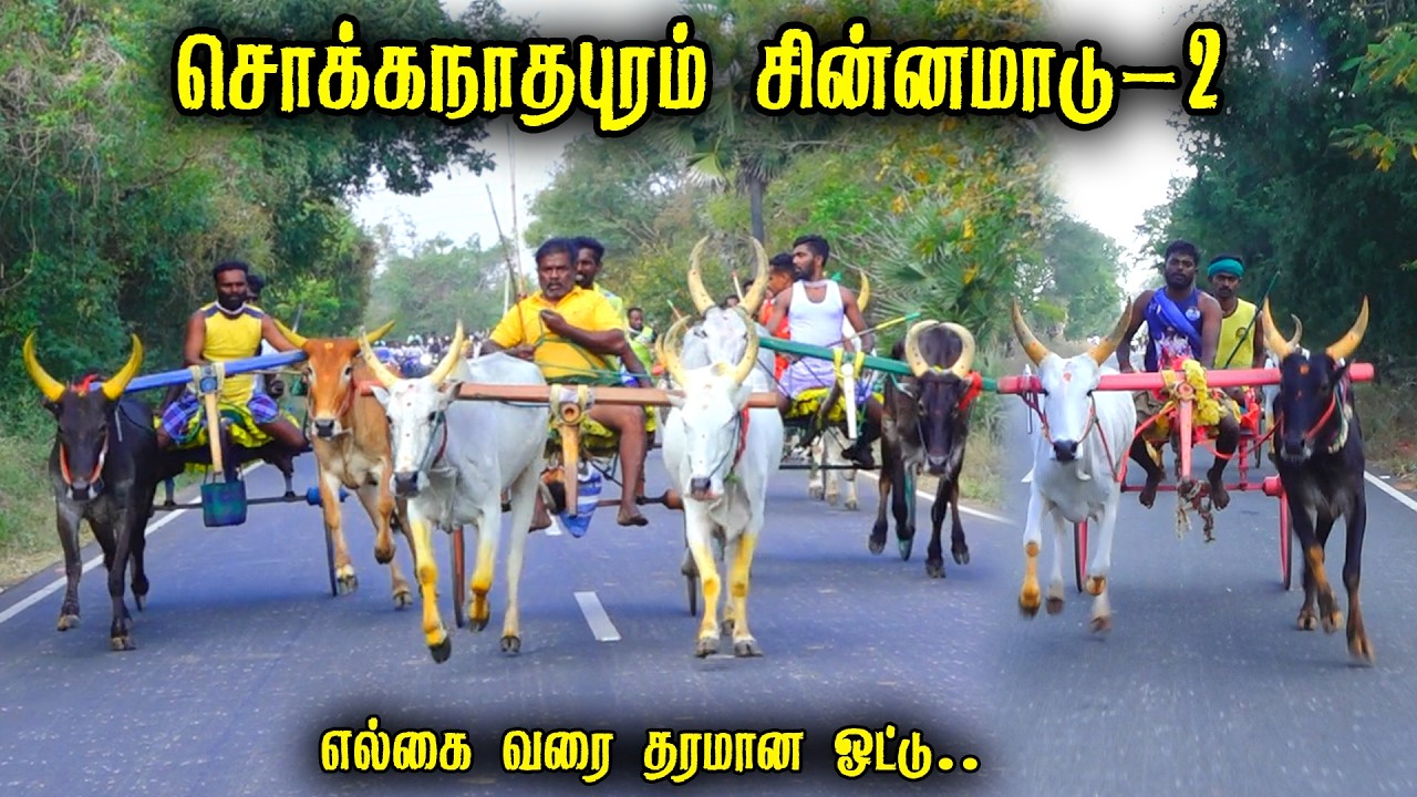 சொக்கநாதபுரம் சின்னமாடு-2 பந்தயம் 19-02-2026|Periyamadu  Race
