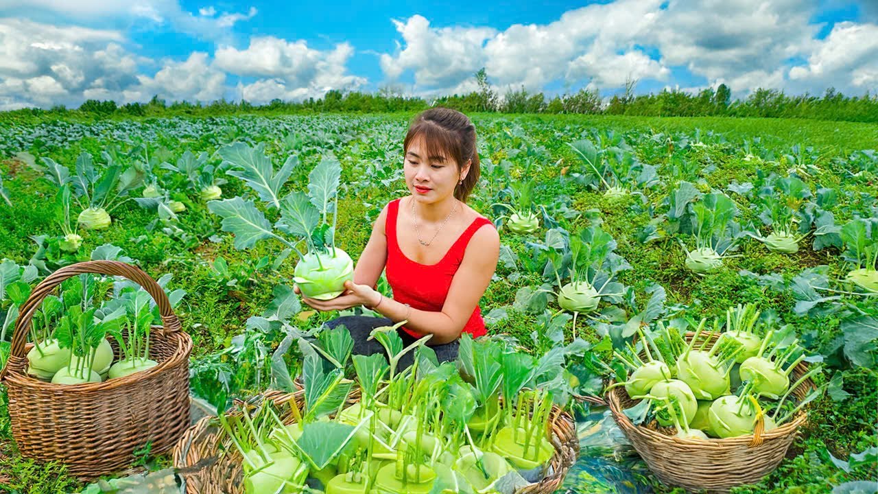 Drain The Pond and Harvest Many Fish Goes To Sell At The Market - Weeding Corn