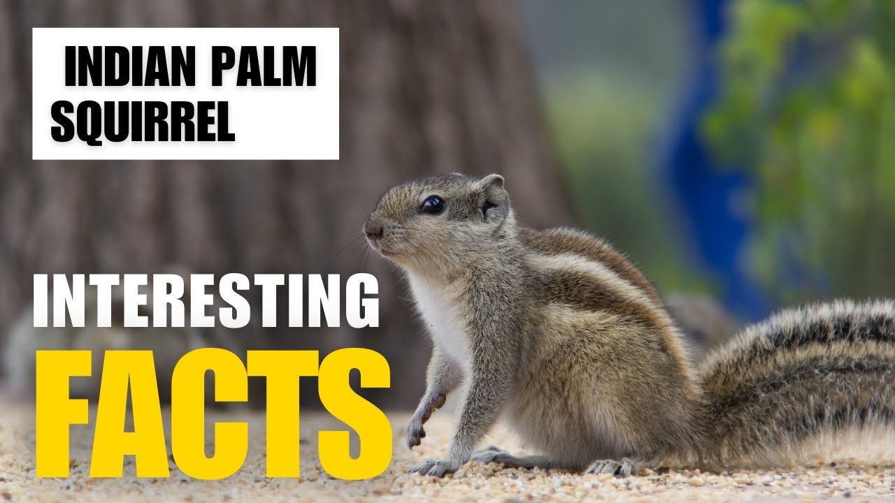 Exploring the Fascinating World of Indian Palm Squirrel | Interesting Facts | The Beast World