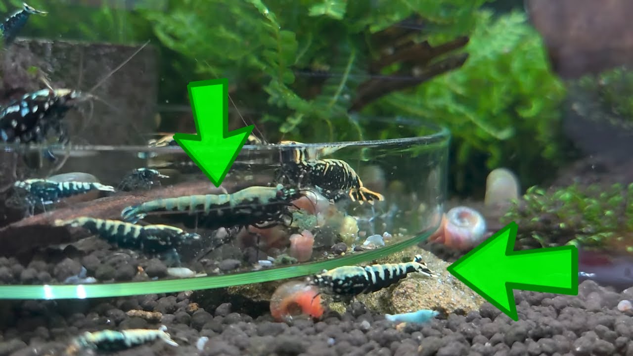 How To Breed Galaxy Fishbone Shrimp Fast (My Friend George!)
