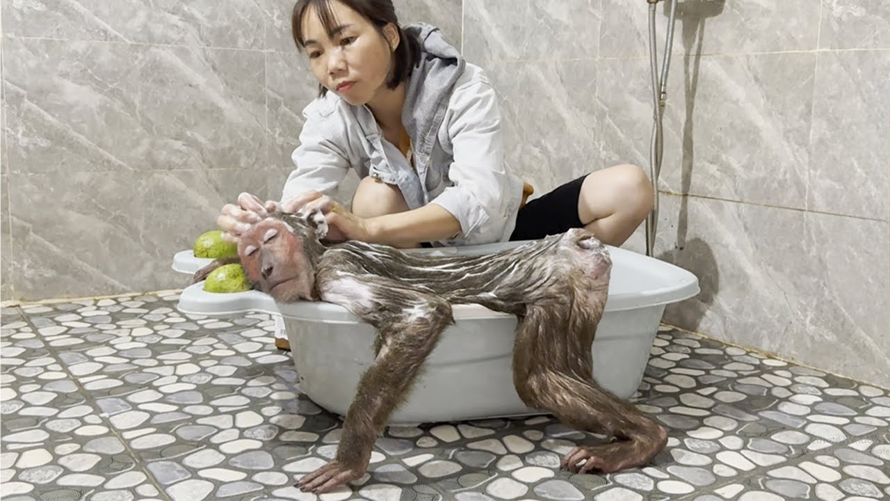 Abu the Monkey’s Ultimate Spa Day – Pure Relaxation!