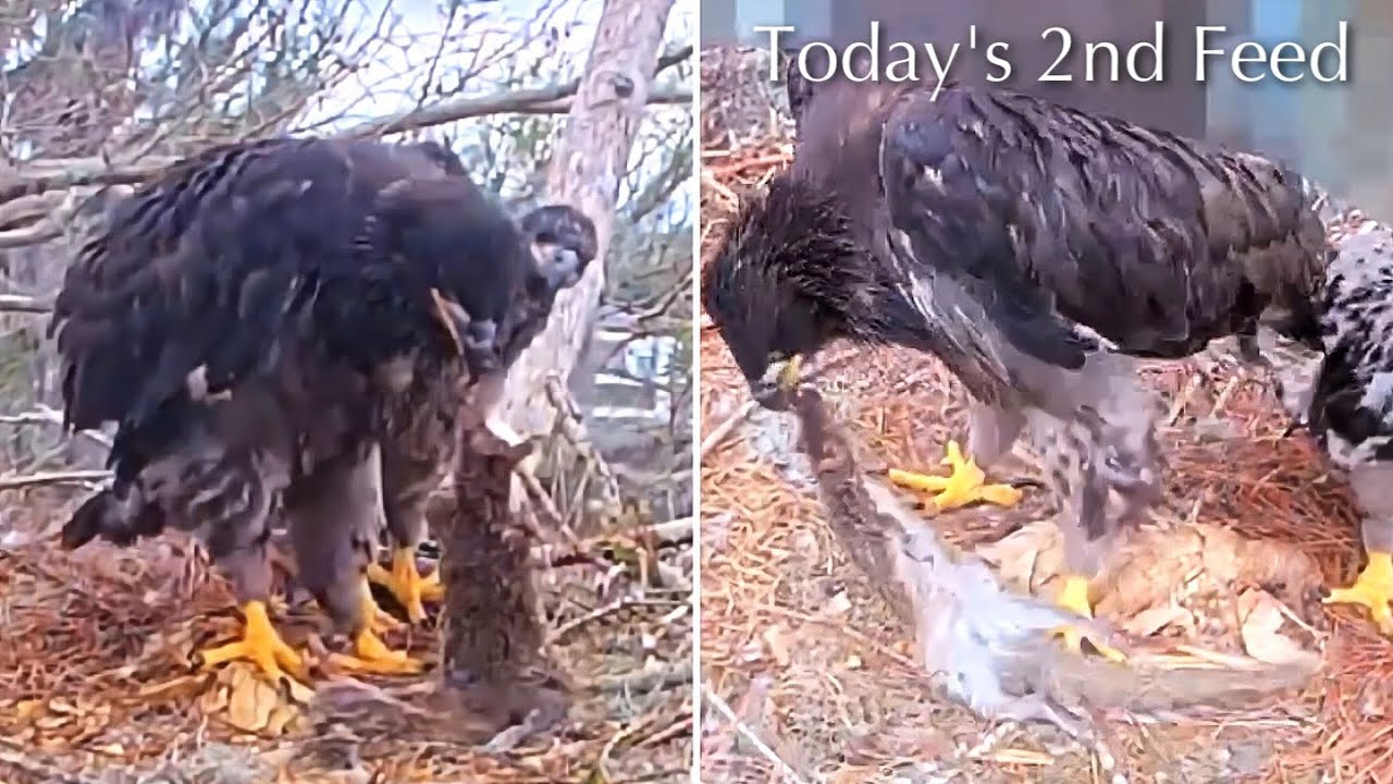 #344🦅Brutus🐥50° & Peanut🐥45°／Winter Park Eagle Nest 2026／Against All Odds:One-Eyed Mom／Wink💗Atlas