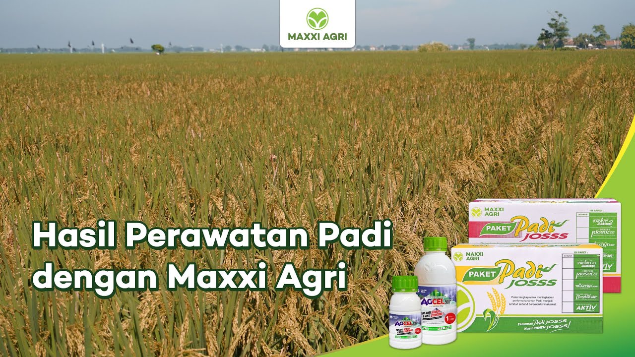 Hasil Padi, Perawatan Produk Maxxi Agri!🌾