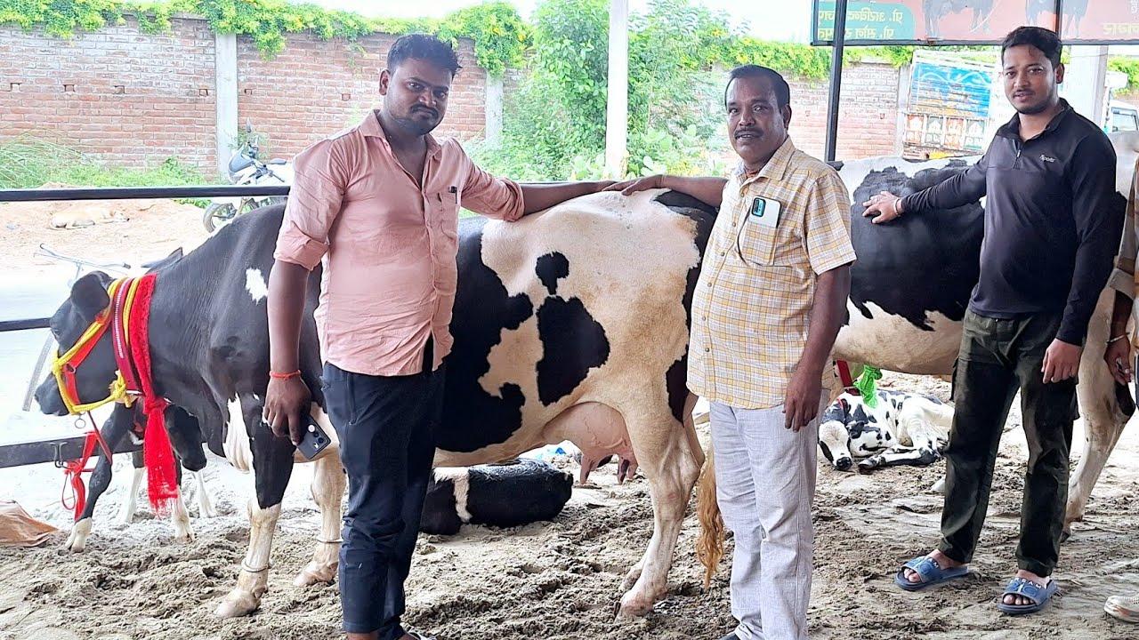 🌳 देखिए उड़ीसा प्रदेश के लिए 9 गाय एक साथ बिकी | govind rajput dairy farm kanpur | crass breads
