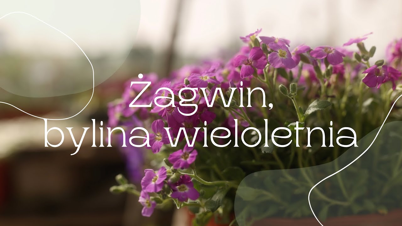 Żagwiny, bylina wieloletnia