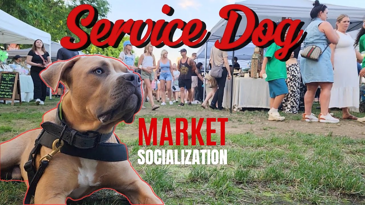 XL Bully Service Dog Walking Through Busy Market - Dog Training