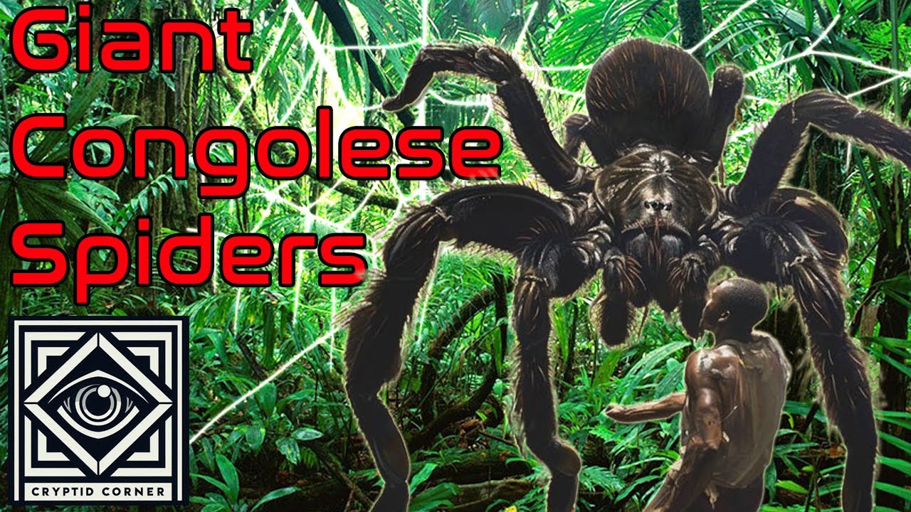 J'ba FoFi | Гигантские конголезские пауки