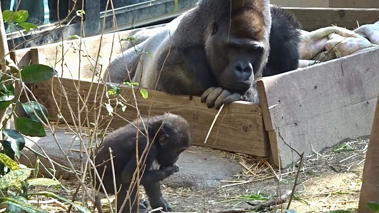父の反応を見ながら、多くを学ぶキンタロウ⭐️ Baby gorilla kintaro is learning a lot by his father.
