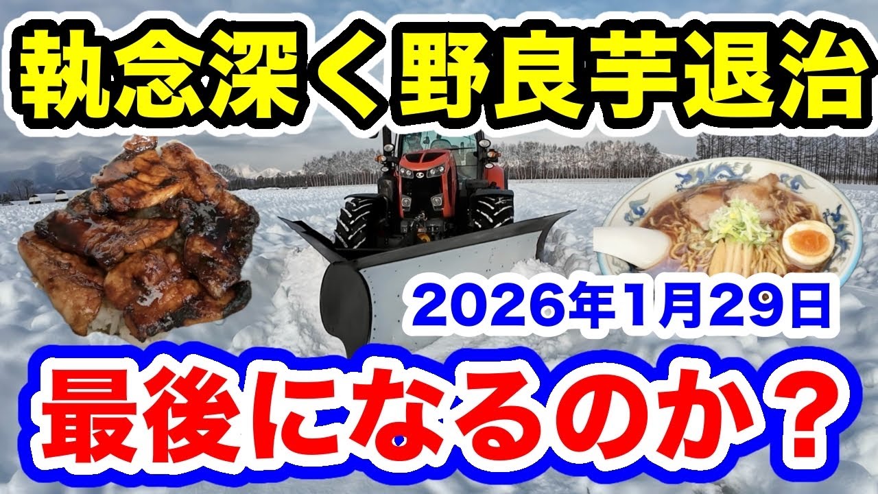 最後になるのか？【執念深く野良芋退治】2026年1月29日