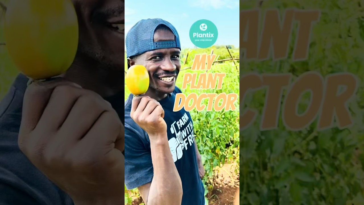 Use Plantix to identifying Crops pests,diseases & fertilizer plan #Plantix #farmersofplantix #short