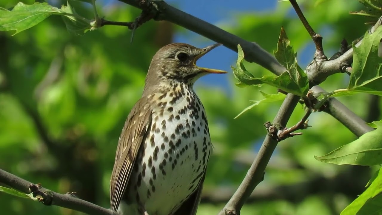 Drozd zpěvný, Turdus philomelos