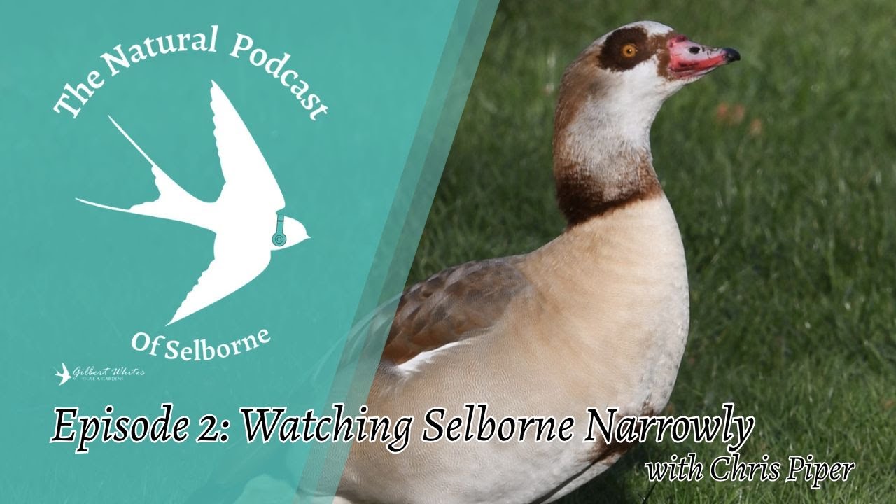The Natural Podcast of Selborne: Episode 2: Watching Selborne Narrowly