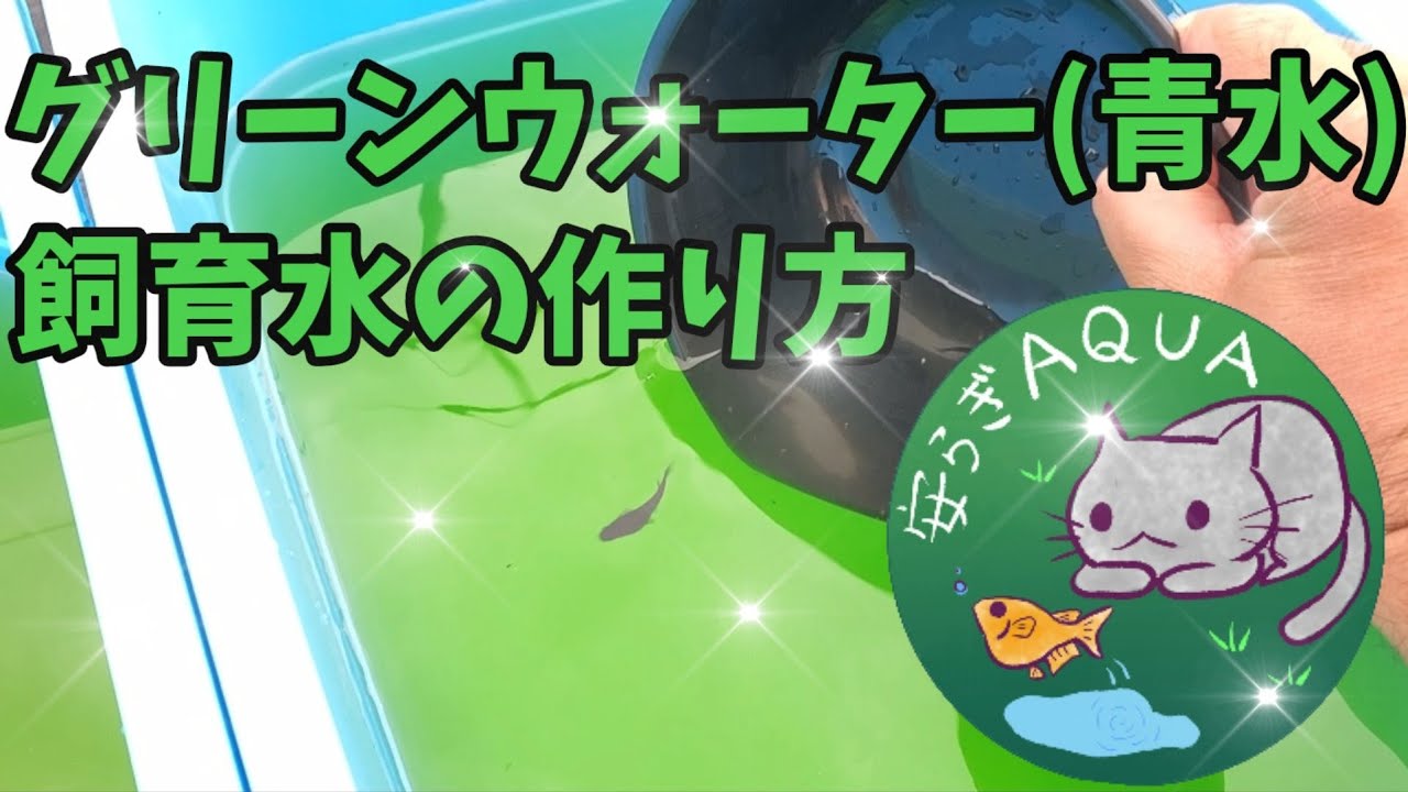 【メダカ屋外飼育】生クロレラでグリーンウォーターの作り方（青水）【初心者も超簡単】容器は角型ジャンボタライ！オロチメダカ！安らぎAQUAちゃんねる