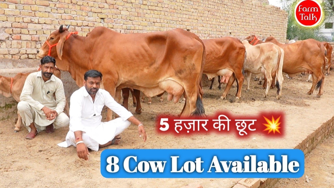 35 हज़ार वाली 2 गाय साथ 5 हज़ार छूट 💥 8 Cow Lot Available 👌 Sahiwal Rathi Tharparkar Cow Farm Talk