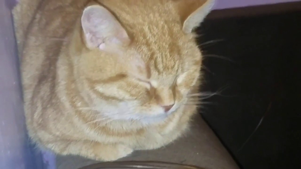 VIOLETTE1ST YTP (William's chicken-strip and vegetable smoothie dinner)