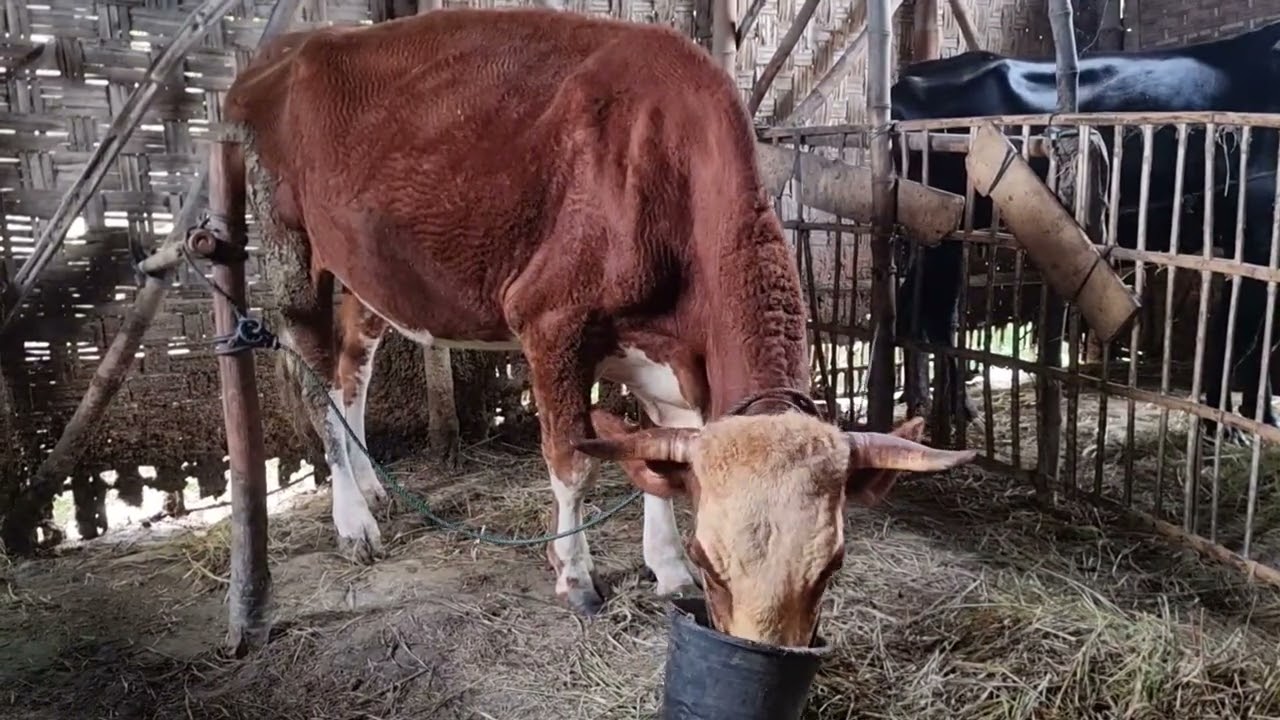 H442 Combor Sapi Simental Hamil-H135 Di Pagi Hari | Rabu 11 Maret 2026