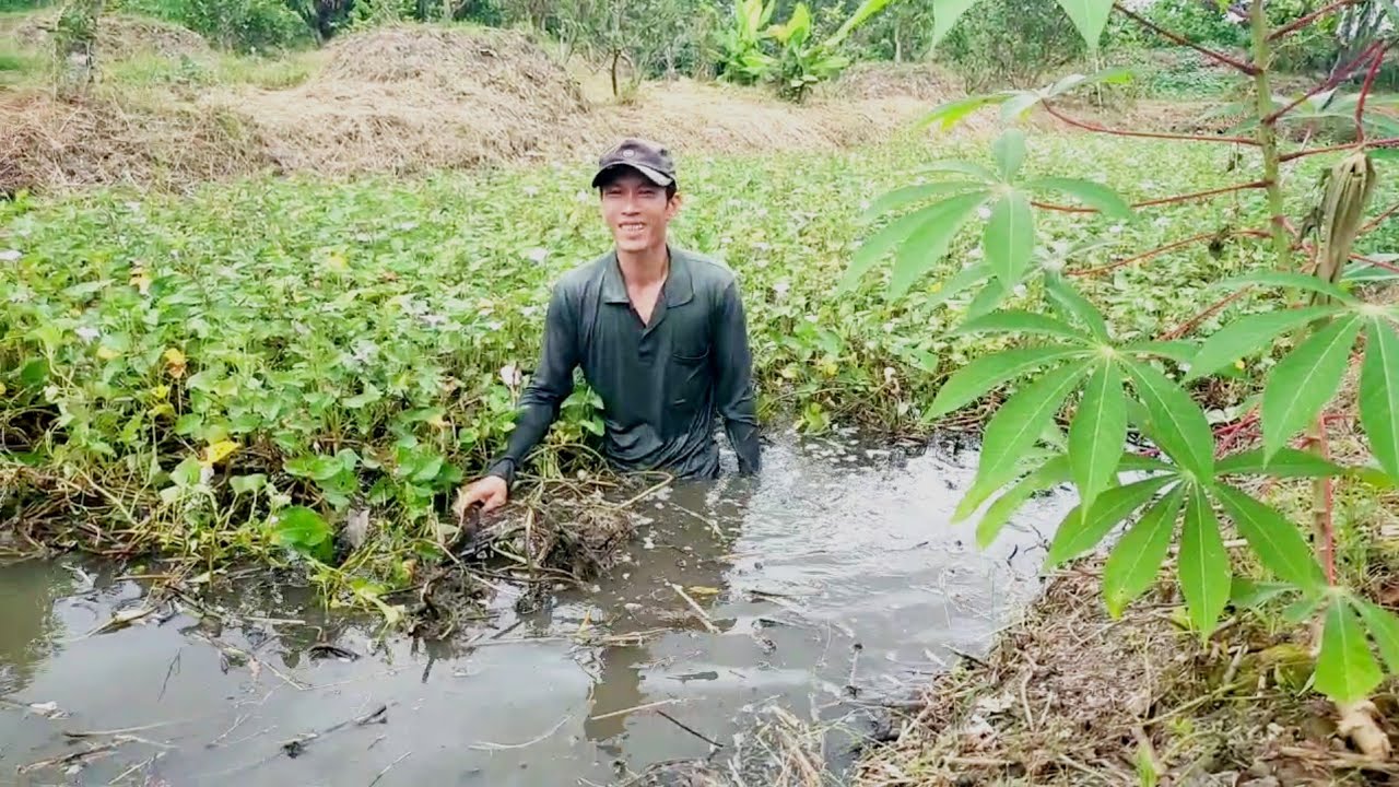 Dọn mương rau muống , mảnh đất trồng sầu riêng 