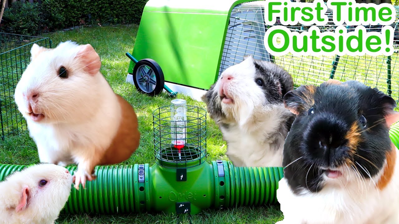 Guinea Pigs Go Outside For First Time in Life