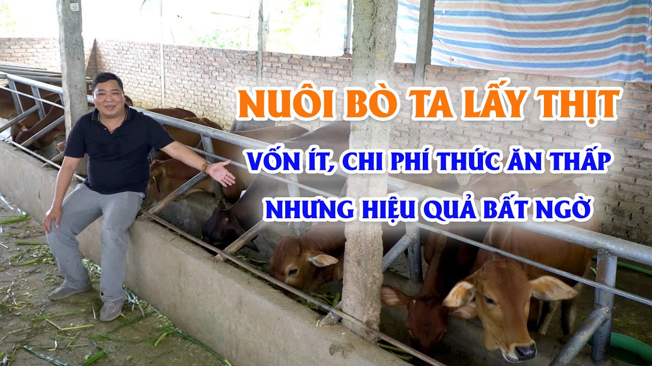 Siêu lợi nhuận từ mô hình nuôi bò vàng lấy thịt || Kỹ thuật nuôi bò thịt nhốt chuồng thu lãi tiền tỷ