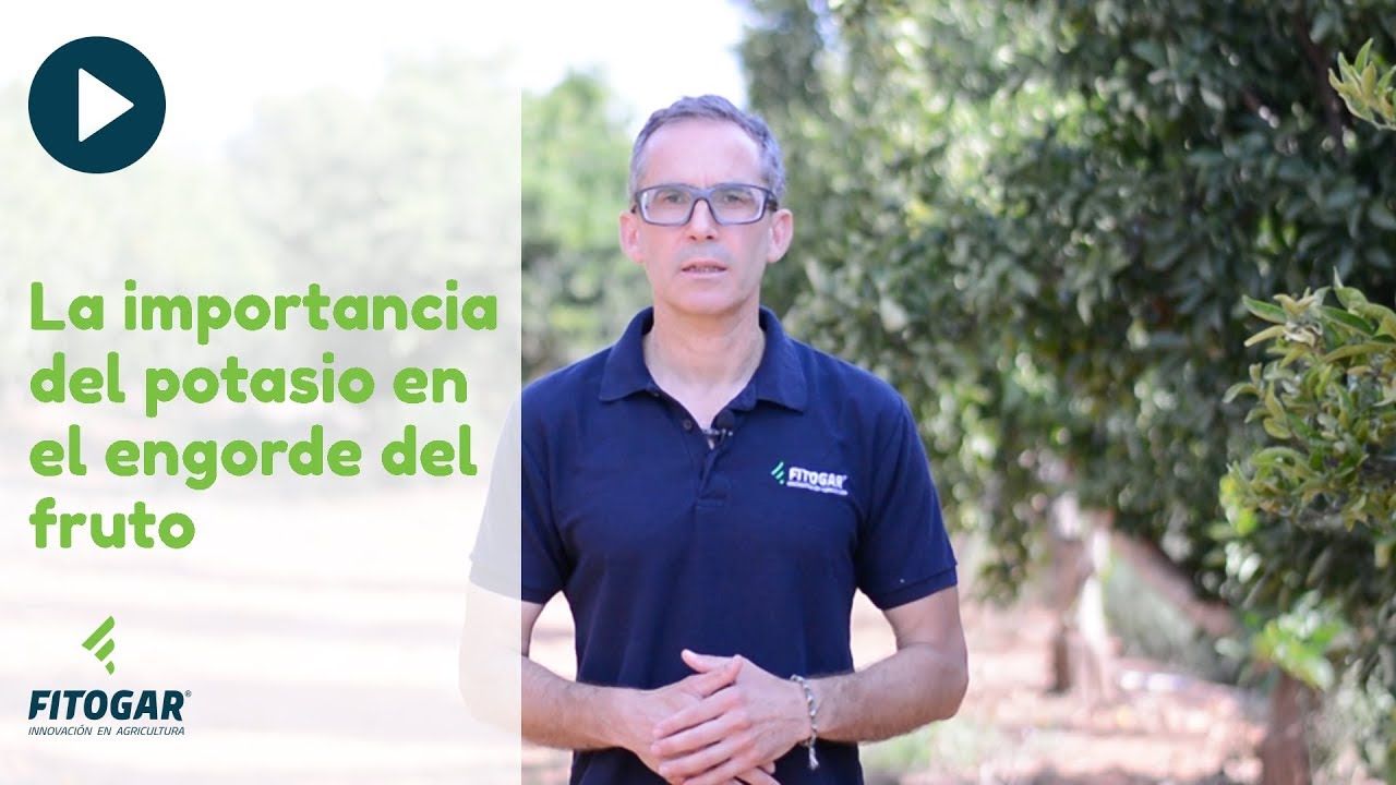 La importancia del potasio en el engorde del fruto