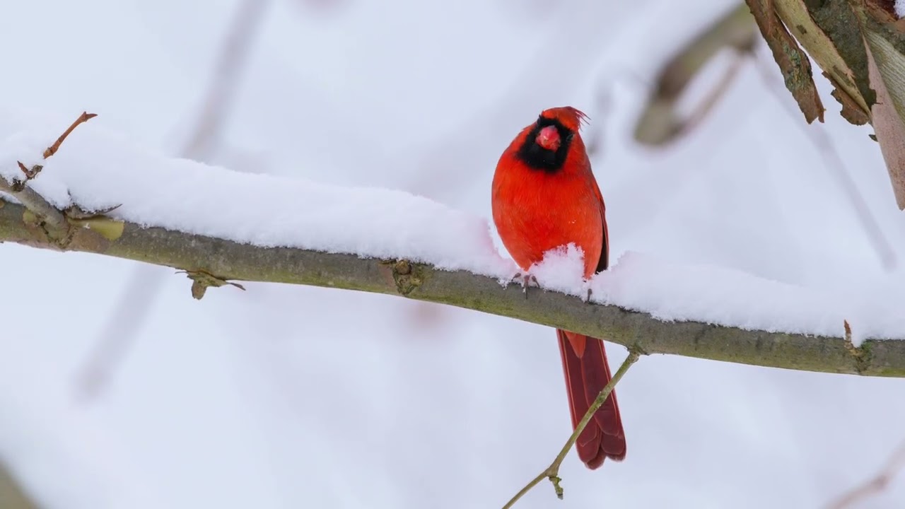 Echoes in the snow