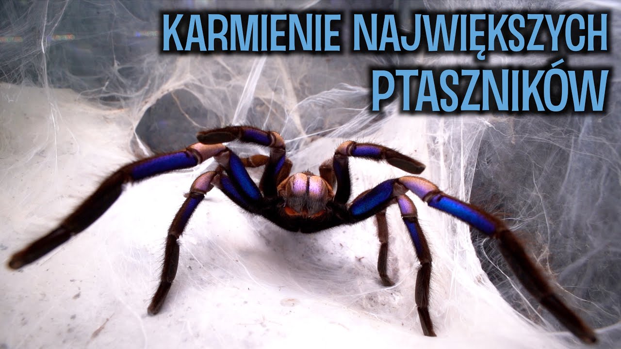 Karmienie moich NAJWIĘKSZYCH PTASZNIKÓW