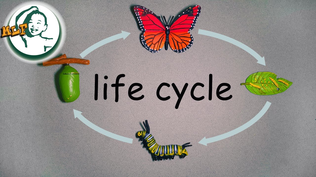 Learn butterfly life cycle for kids with safari ltd life cycle toy | 蝶のライフ サイクル |