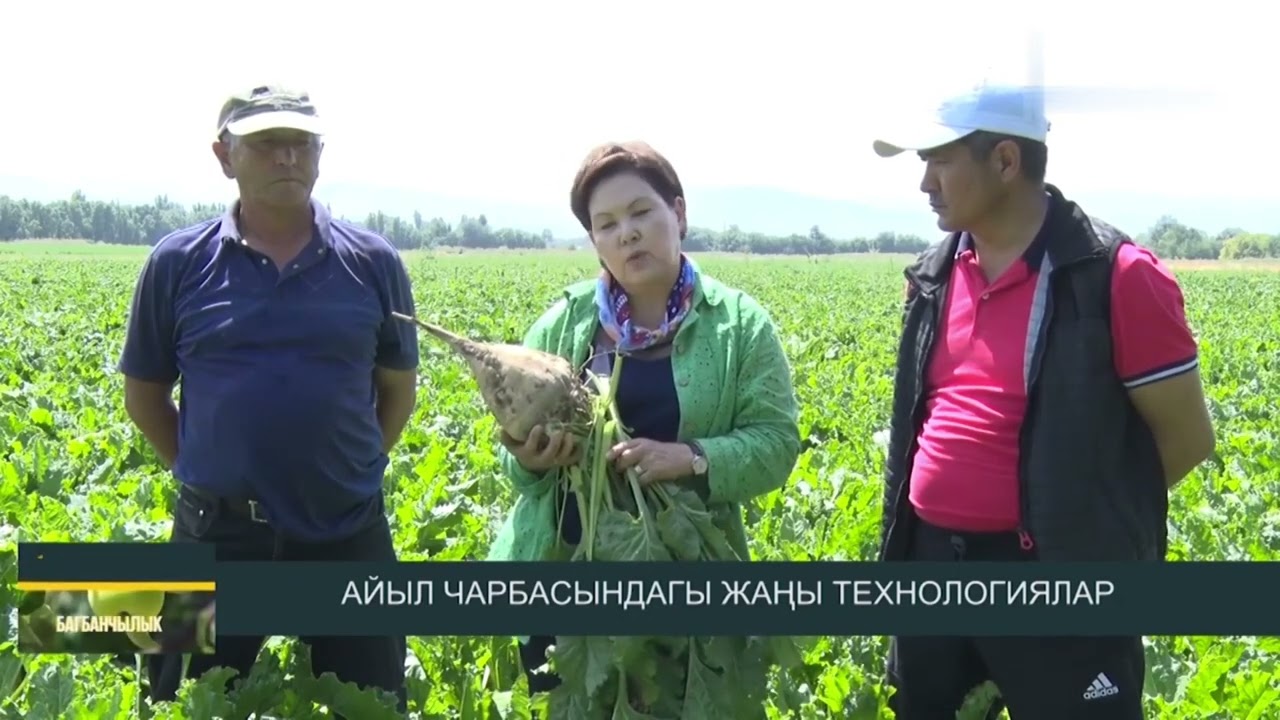 2021-жылкы кургакчылык. Өсүмдүктөр куурап араң калган. Кант кызылчасы. Жүгөрү.