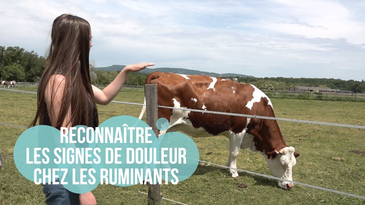 Reconnaître les signes de douleur chez les ruminants