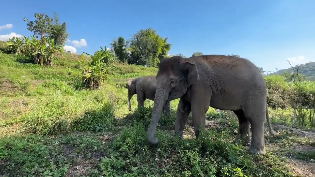 วันนี้พ่อจ๋า เป็นมือกล้องเอง จูเนียร์จะแสดงอะไรให้แม่ๆfcดูบ้าง