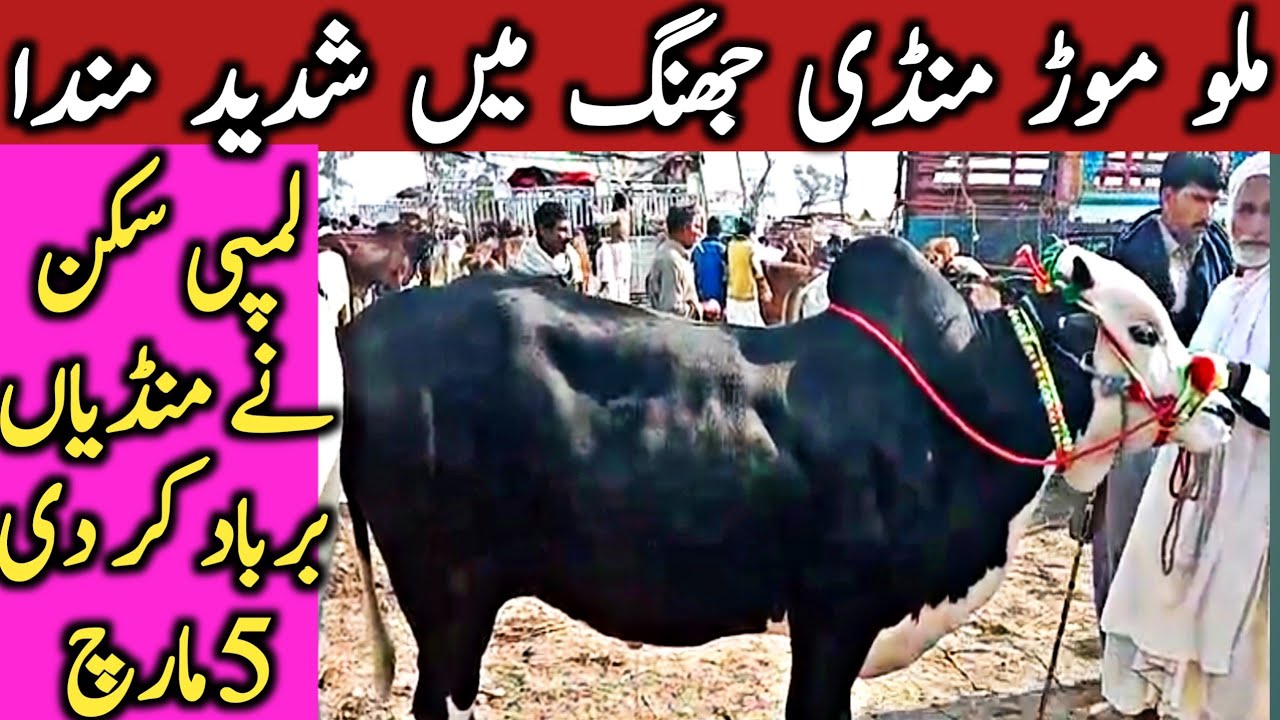 Malumor Doli Shaheed Mandi Jhang Cholistani Dhani Bachre || Global Village Farming
