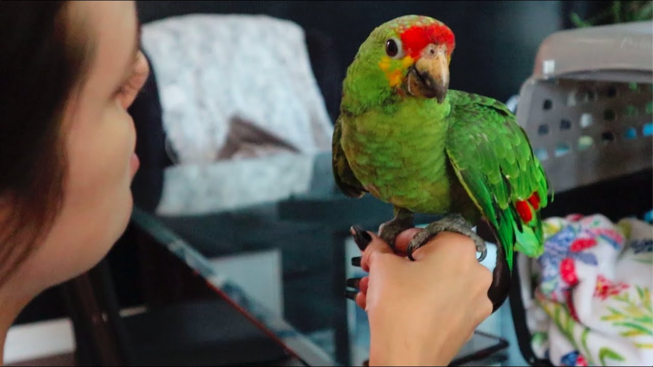 EMERGENCY! NEW PARROT RESCUE WITH HOPE FOR PAWS