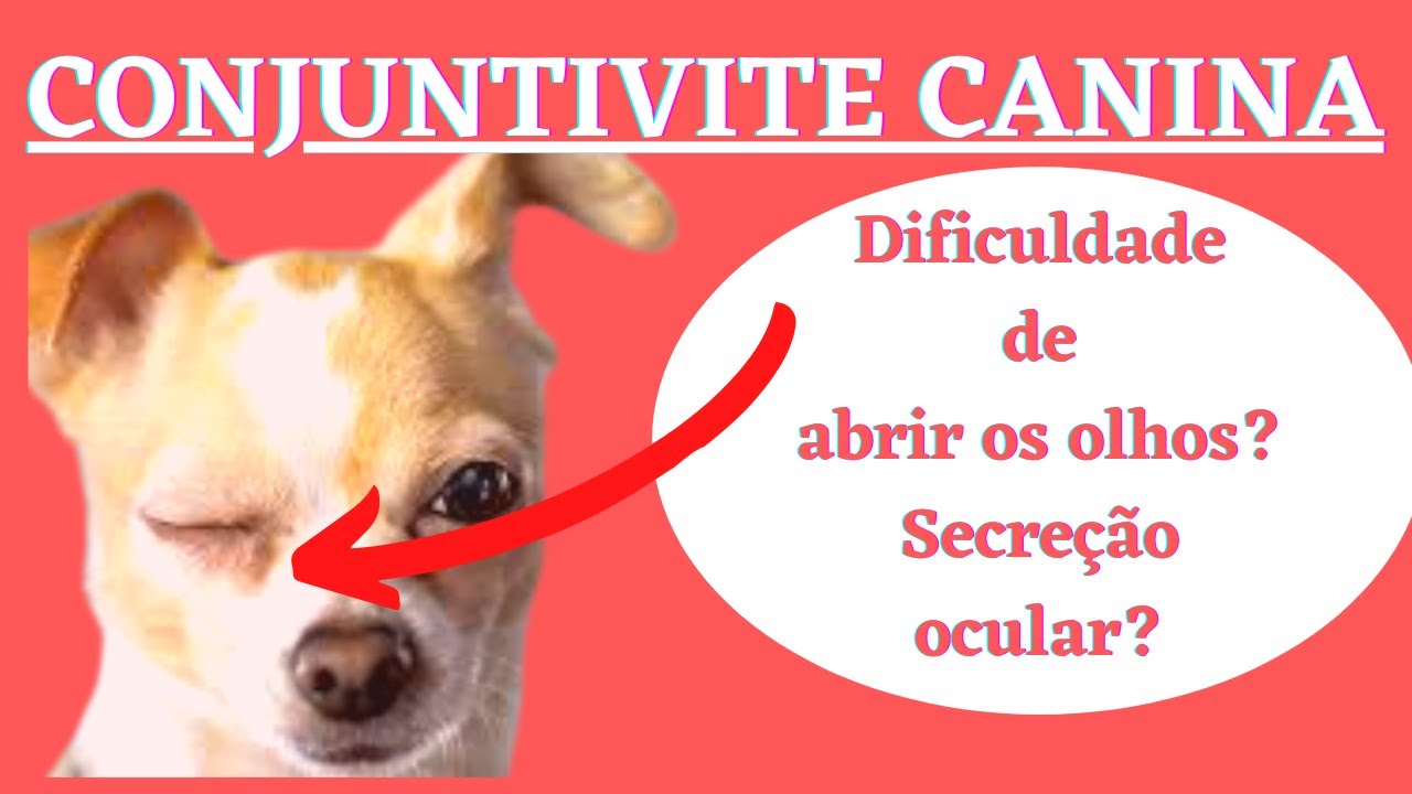 Conjuntivite Canina! Prometo esclarecer as suas dúvidas!