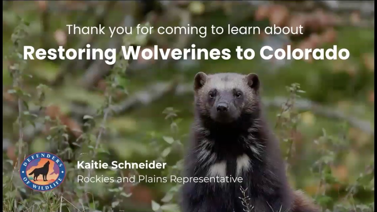 Restoring Wolverines to Colorado