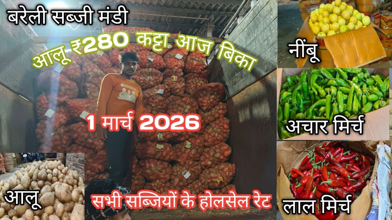 बरेली सब्जी मंडी 1 मार्च 2026#vegitablemarket #Bareillysabjimandi# #vegitablemarket #reels 