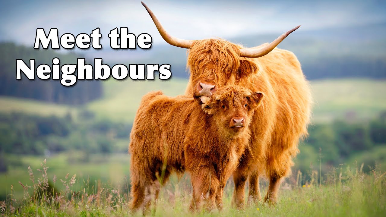 Escape To The Country - Highland Living in Scotland - Ep. 192.