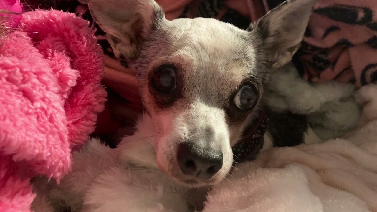 “A Memorial ❤️‍🩹 Song 🎶 to My Loving 🥰 Sweetheart Patches 🐶” (c) #LM472 