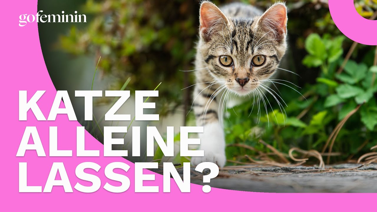 Freig&auml;nger-Katze allein lassen: So gelingt die Urlaubs-Betreuung