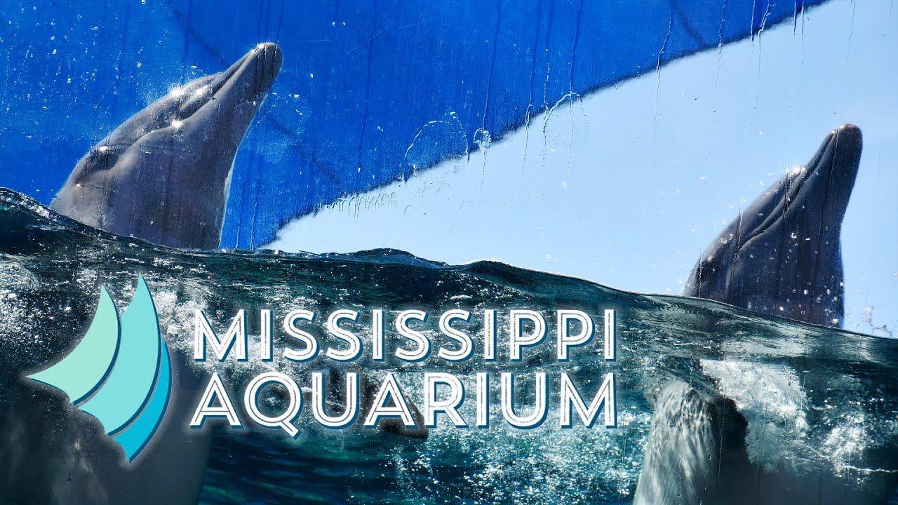 Mississippi Aquarium | Gulfport Mississippi