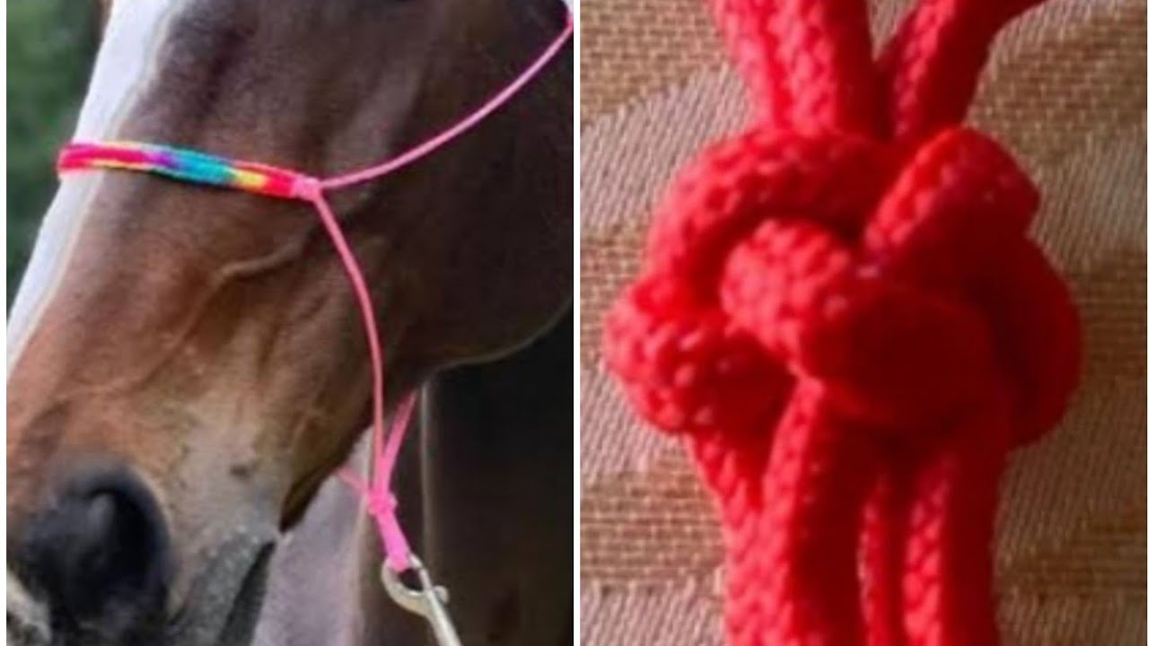 Refazendo nó para cabresto 7 nó.