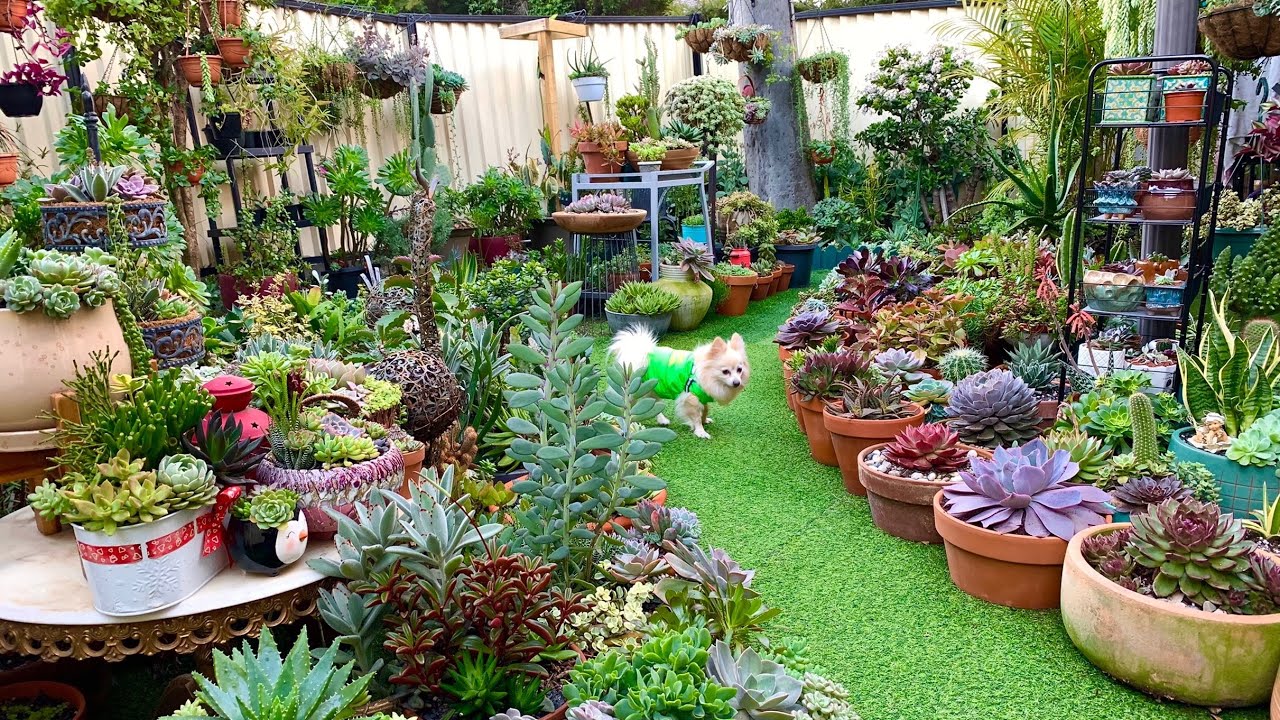 Succulents and Cacti Arrangements