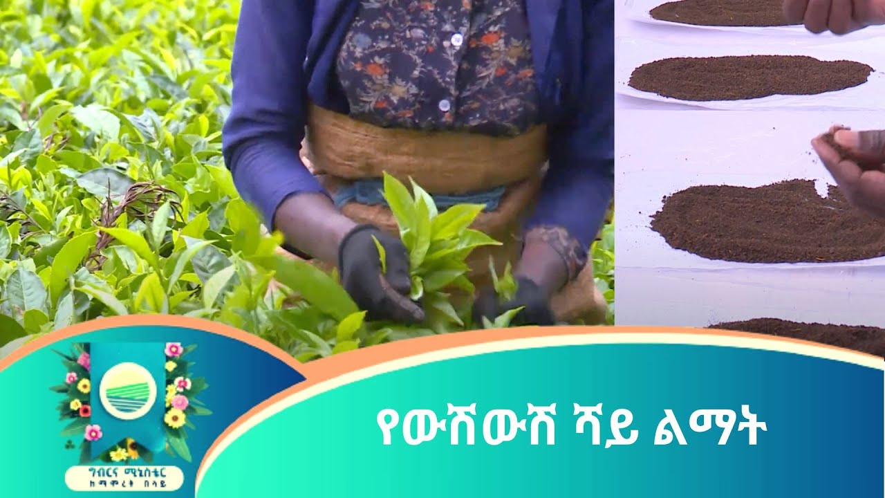 የውሽውሽ ሻይ ልማት