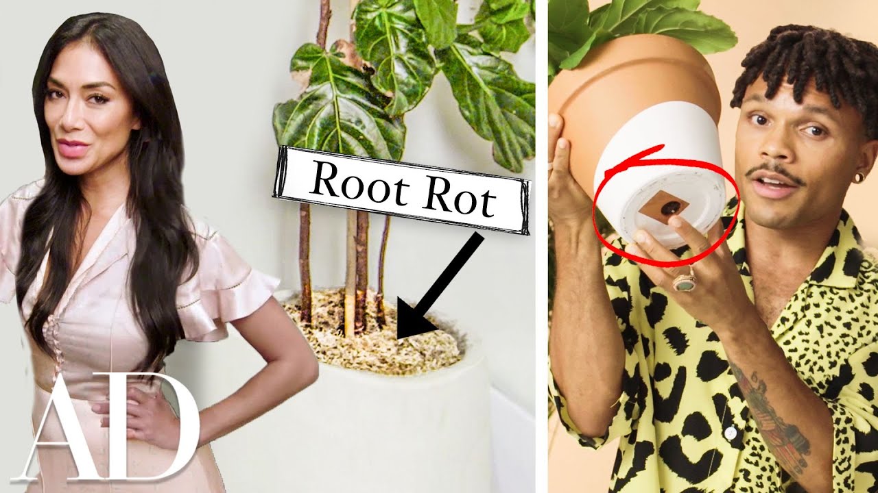 Plant Expert Reviews Celebrity Houseplant Maintenance | Architectural Digest