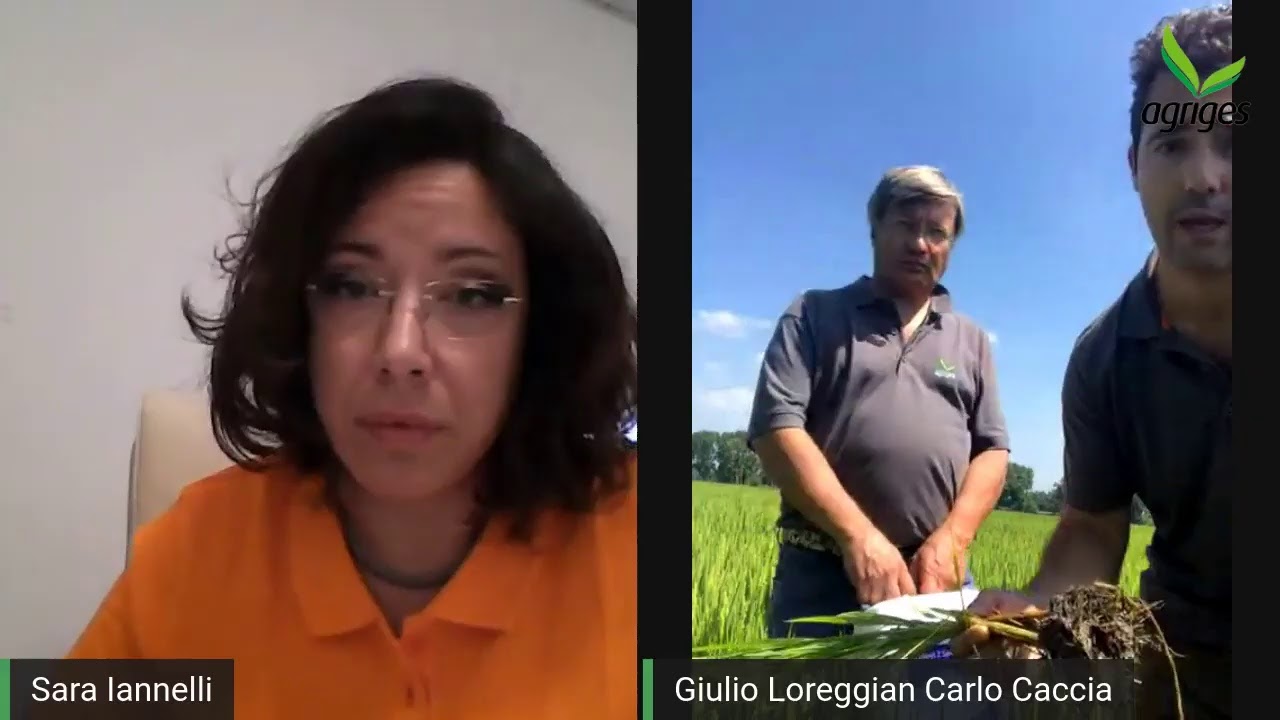 Oggi parliamo di RISO! Direttamente in risaia per conoscere la strategia Agriges