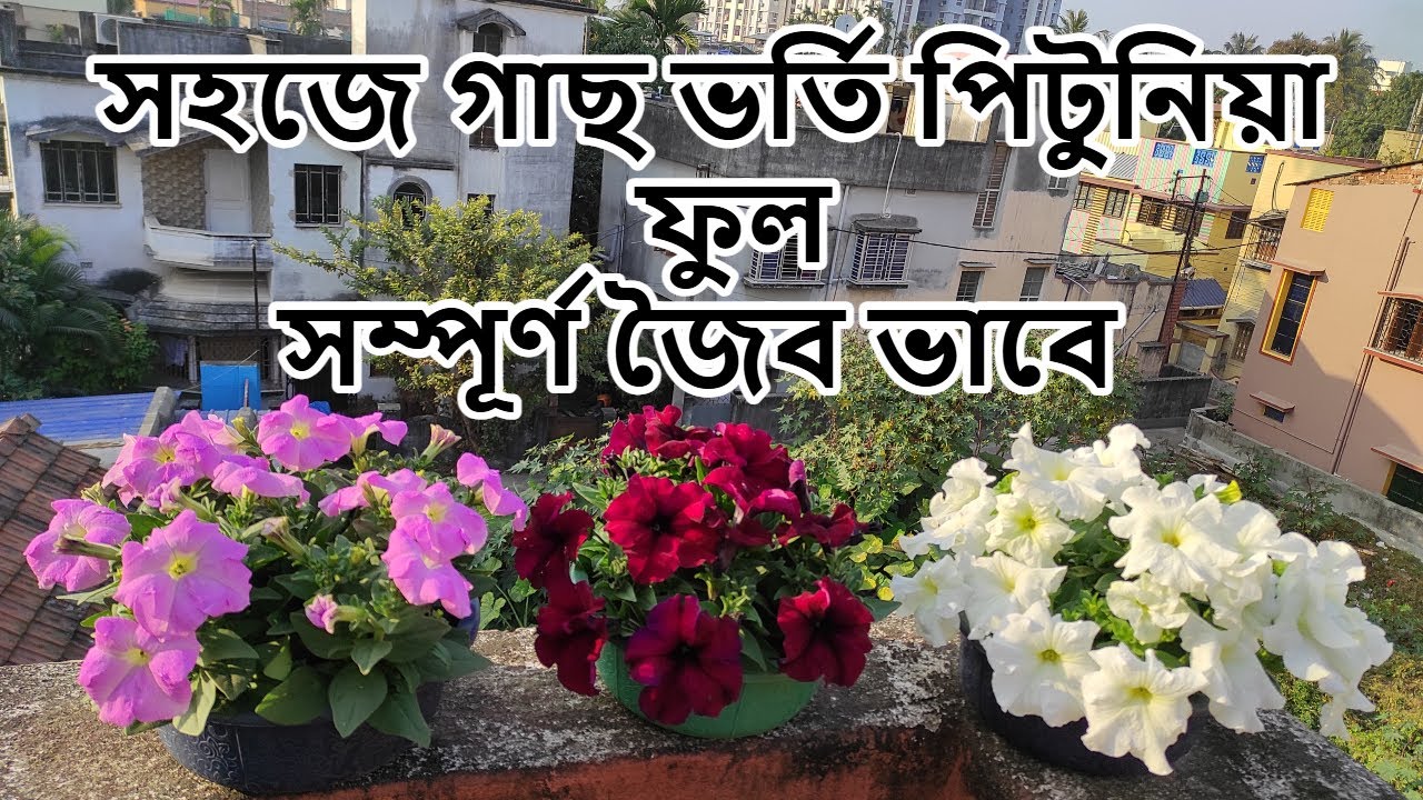 সহজে গাছ ভর্তি পিটুনিয়া ফুল | How to get maximum flowers in petunia | Petunia plant care in bengali