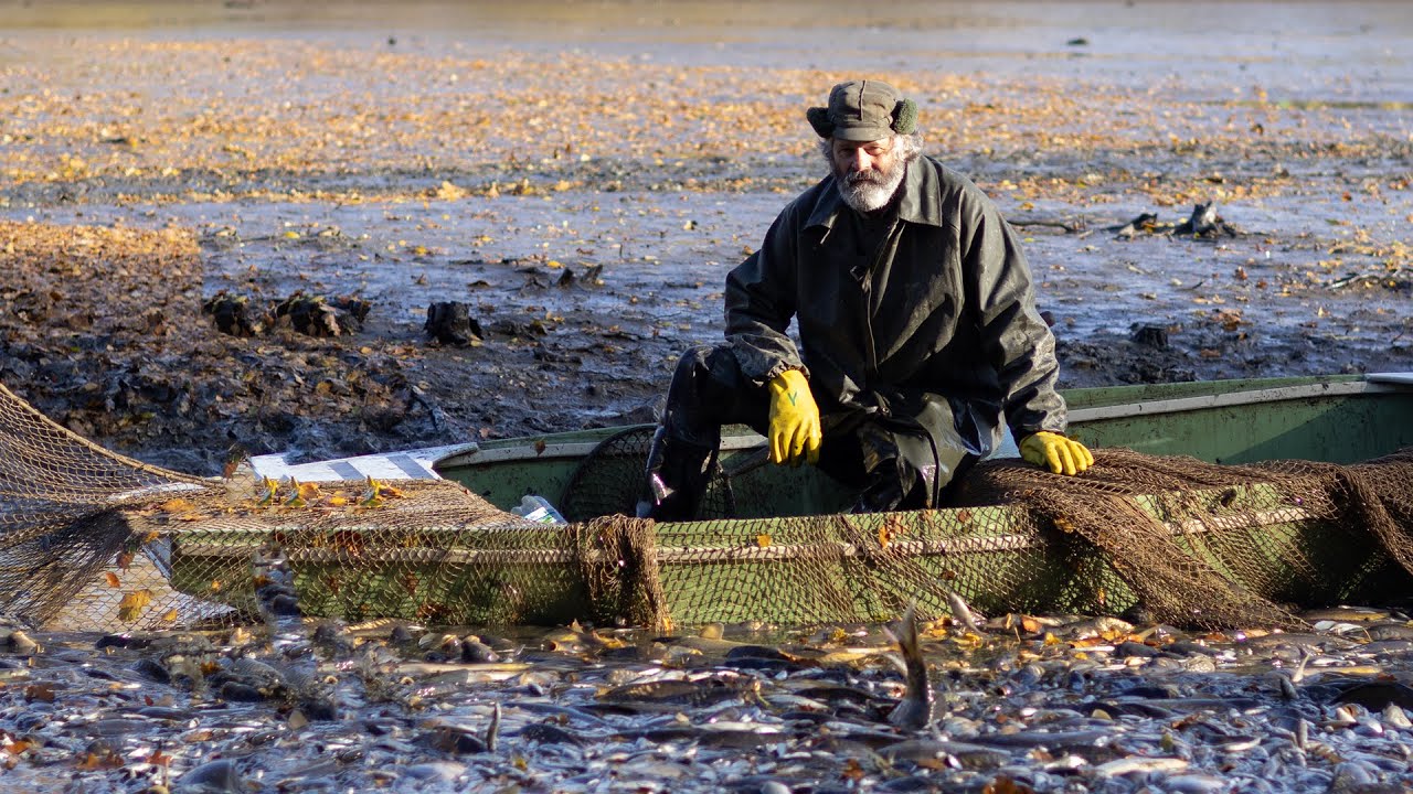 Výlov Polického rybníka