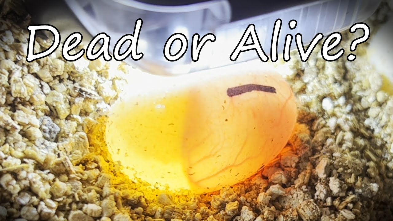 Dead or Alive? Detailed Turtle Egg Candling and inspection of eggs. How to tell Fertile vs Infertile