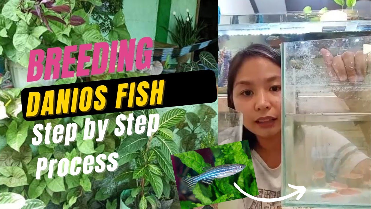 How to Breed Danio Fish Successfully (including Materials Needed plus Step by Step Process)